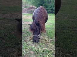 GET READY for the tiniest foal born on the homestead! #minihorse #minifoal #tinyhorse #horse