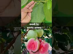 असली रेड डायमंड अमरूद | Orginal Red Daimand | Home Garden