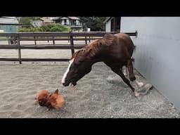 Funniest Videos Animals 🐧 - Best Of The 2024 Funny Animal Videos P5