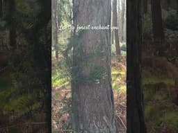 Let the forest enchant you 🧚🏻 #ambient #scotland #spring #slowliving #forestsounds #forestbathing