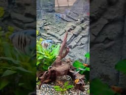 Tropical Fish Tank - So Cool
