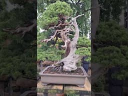 #bonsai Shunkaen Bonsai Museum Tokyo Japan