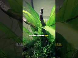 Amazon Sword 🌿 Easy Aquarium Plants For Beginners