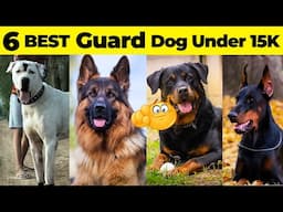Best Guard Dog Breeds Under 15000 | Budget Friendly Guard Dog Breeds
