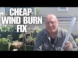 Cheap Wind Burn Fix  [Container Gardening ]