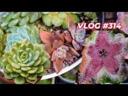 LOVELY HAIRY SUCCULENTS | VLOG #314 - Growing Succulents with LizK
