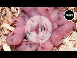 Male mice can grow female organs — if their mothers lack iron
