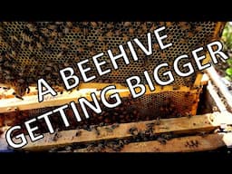 A Beehive Getting Bigger (May 31, 2025)