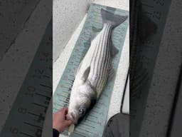 Jigging BIG Swimbaits for Striped Bass!