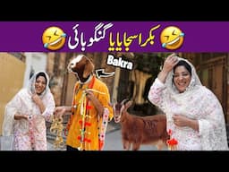 Bakra sajaya ya Gangu Bai 😂😂 | Abeera Khan With Hassain Hani | Funny Show