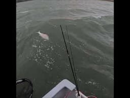 White Steenbras aka Pignose Grunter - Hamburg Wind & Waves! #fishing #southafrica #bigfish