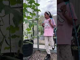 Seeing Too Many Cucumbers Kid Scream #gardening
