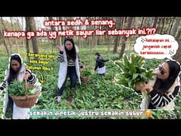 SEMAKIN DIPANEN SEMAKIN SUBUR⁉️PANEN SAYUR LIAR KE-2 KALINYA, MAKIN BEJIBUN‼️