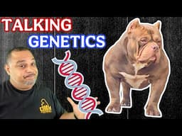 We Are Talking Genetics 🧬 | American Bully
