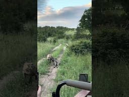 African Hyena - Up Close