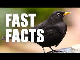 Fascinating Facts about Blackbirds!