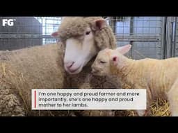 From the lambing shed: Delivering twins with a bit of help
