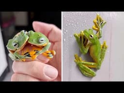 Wallace’s Flying Frog 🐸 A Frog That FLIES?!