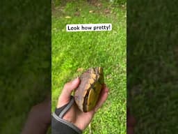 This is an eastern box turtle #turtle #outdoors #nature #viral #shorts #herping