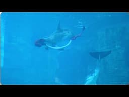 New Rough-Toothed Dolphins - Clearwater Marine Aquarium Pool 2 - June 10, 2025