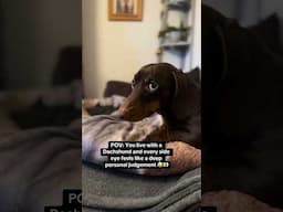 POV: Dachshund side eye  of judgement 👀