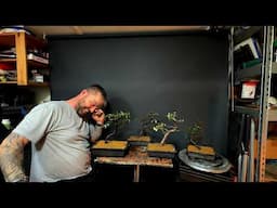 Cotoneaster Bonsai's Get NEW HOMES