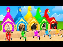 Long Slide Game With Elephant Gorilla Buffalo Hippopotamus Tiger 3d Animal Game Funny 3d Animals