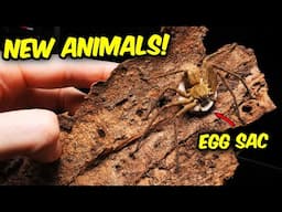I Bought some NEW ANIMALS!
