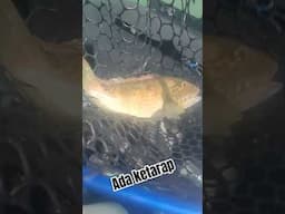 ada ketarap