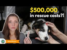 How Animal Rescue and Welfare Laws really help | Animal Rescue #7