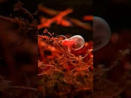 Ramshorn Snail 🐌  #shorts  #blackwater #blackwateraquarium #biotope #tannins