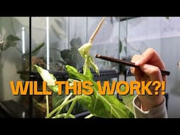Can I Make Frydek Babies?! First-Time Pollination Attempt!