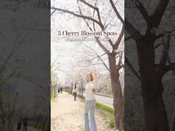 3 Cherry Blossom Spots Recommended by Locals | Cafe Greylab, Dream Forest, Anyangcheon Stream🌸