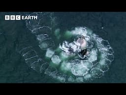 How Do Humpback Whales Hunt? | Deadly 60 | BBC Earth Kids