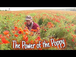 The Power of the Poppy: A Flower That Changed the World 🌺