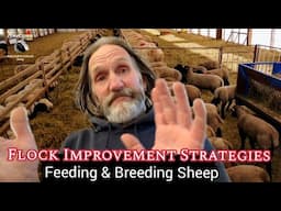 FLOCK IMPROVEMENT STRATEGIES | Feeding & Breeding Sheep
