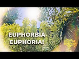 My Top 5 Euphorbia Plants for UK Gardens - Grow a Spring Spectacle!