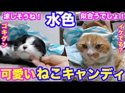 2025ｰ05−25 保護猫たちの「ほっこり猫ライブ」ハッチ＆マック＋黒猫めめ＋がんサバイバーママ Cat live Stream in Japan -Cat Life TV