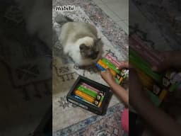 #cat ##ragdoll #cat #hungrycat