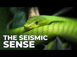 How Animals Predict Earthquakes | NASA Research