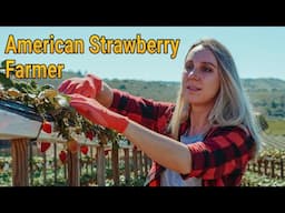 American strawberry farmers in hindi