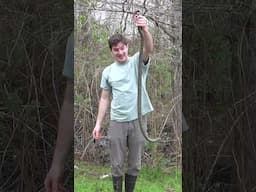 GIANT Kingsnake Pulled Out From Under Tin!