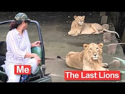 The Last Lions Of Asia