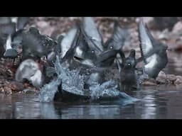 MONSTER Fish That Have Taken Over Your Waters (You Won't Believe It!)
