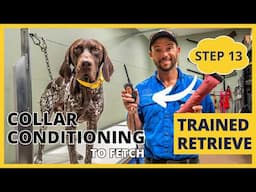 Formal Retrieving Work - Trained Retrieve - Step 13 - Collar Conditioning To Fetch