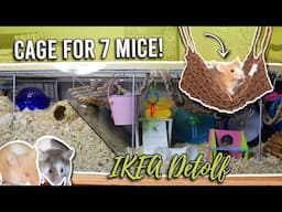 Large IKEA Detolf Mouse Cage Tour + Cute Mice | Mouse Care
