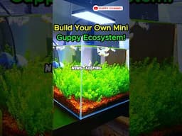 Tiny Guppies, Big Impact Create Your Own Self-Sustaining Tank! #fishtank #aquarium #guppyfishtank
