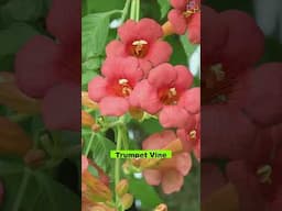 Drought Tolerant Vines for a Worry Free Garden #flowers #vines