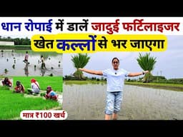 धान में डालें जादुई फर्टिलाइजर 😲खेत कल्लों से भर जाएगा | Dhan Me Kalle kaise badhaye | Dhan ki kheti