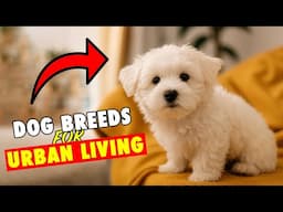 Top 10 Dog Breeds for Urban Living